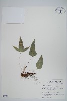 藏品(三葉茀蕨)的圖片