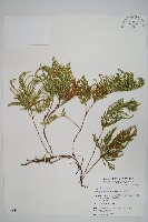 藏品(擬密葉卷柏)的圖片