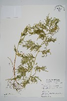 藏品(全緣卷柏)的圖片