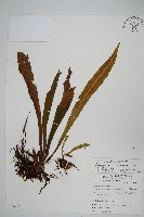 藏品(台灣劍蕨)的圖片