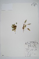 藏品(玉山茀蕨)的圖片