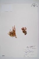 藏品(相馬氏石松)的圖片