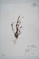 藏品(鐵角蕨)的圖片