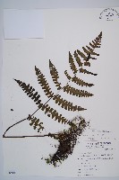 藏品(黑葉貞蕨)的圖片