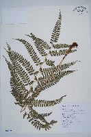 藏品(斜方複葉耳蕨)的圖片