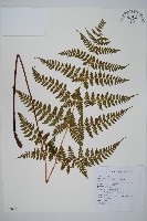 藏品(長葉鱗毛蕨)的圖片