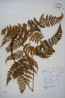 藏品(小苞鱗毛蕨)的圖片