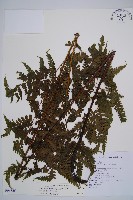 藏品(奄美短腸蕨)的圖片