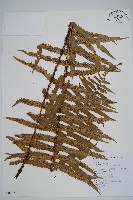 藏品(桫欏鱗毛蕨)的圖片