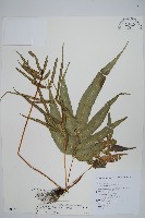 藏品(大葉鳳尾蕨)的圖片