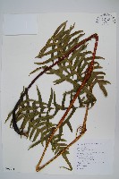 藏品(溪鳳尾蕨)的圖片