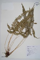 藏品(韓氏耳蕨)的圖片