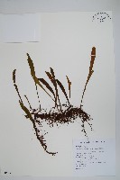 藏品(柳葉劍蕨)的圖片