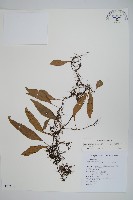 藏品(骨牌蕨)的圖片