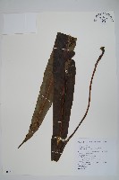 藏品(大星蕨)的圖片