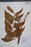 藏品(披針貫眾蕨)的圖片