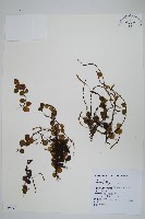 藏品(抱樹蕨、伏石蕨)的圖片