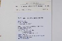 藏品(箭葉鳳尾蕨)的圖片