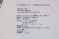 藏品(烏蕨)的圖片