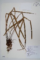 藏品(書帶蕨)的圖片