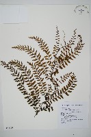 藏品(瓶蕨)的圖片