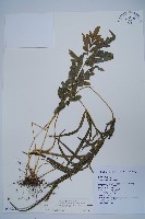 藏品(箭葉鳳尾蕨)的圖片