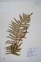 藏品(尖葉耳蕨)的圖片