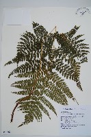 藏品(臺灣兩面複葉耳蕨)的圖片