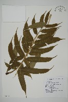藏品(華鳳丫蕨)的圖片
