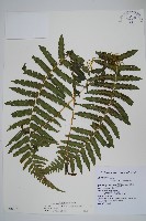 藏品(斜葉金星蕨)的圖片