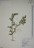 藏品(生根卷柏)的圖片