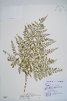 藏品(台灣小膜蓋蕨)的圖片