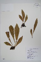 藏品(臺灣車前蕨)的圖片