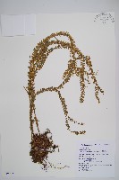 藏品(小垂枝石松)的圖片