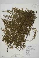 藏品(大黑柄鐵角蕨、黃鱗鐵角蕨、大羽鐵角蕨)的圖片