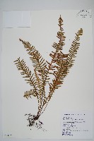 藏品(密毛蒿蕨)的圖片