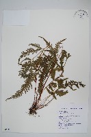 藏品(翅柄鳳尾蕨)的圖片