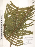 藏品(台灣毛蕨、台灣圓腺蕨)的圖片