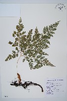 藏品(海州骨碎補)的圖片