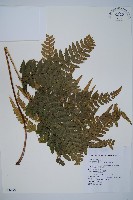 藏品(團羽鱗蓋蕨)的圖片