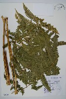 藏品(擬德氏雙蓋蕨)的圖片