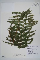 藏品(斜葉金星蕨)的圖片