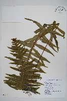 藏品(臺灣水龍骨)的圖片