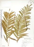 藏品(鐵毛蕨、毛蕨)的圖片