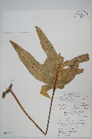 藏品(海岸星蕨)的圖片