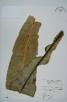 藏品(南洋山蘇花)的圖片