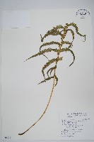 藏品(翅軸假金星蕨、短柄卵果蕨)的圖片