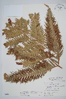 藏品(東方狗脊蕨)的圖片