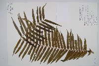 藏品(蘭嶼觀音座蓮)的圖片