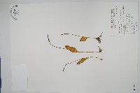 藏品(鈍頭瓶爾小草、狹葉瓶爾小草)的圖片